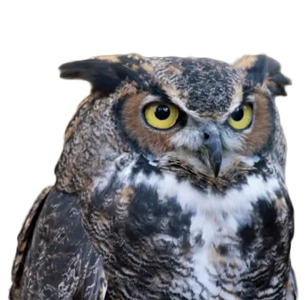 owl